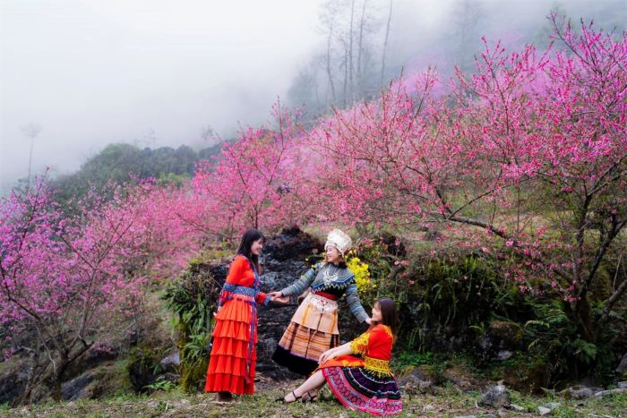 Hoa đào Hà Giang lúc vào xuân.