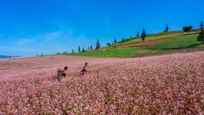 Hoa tam giác mạch nở rộ một khung trời.