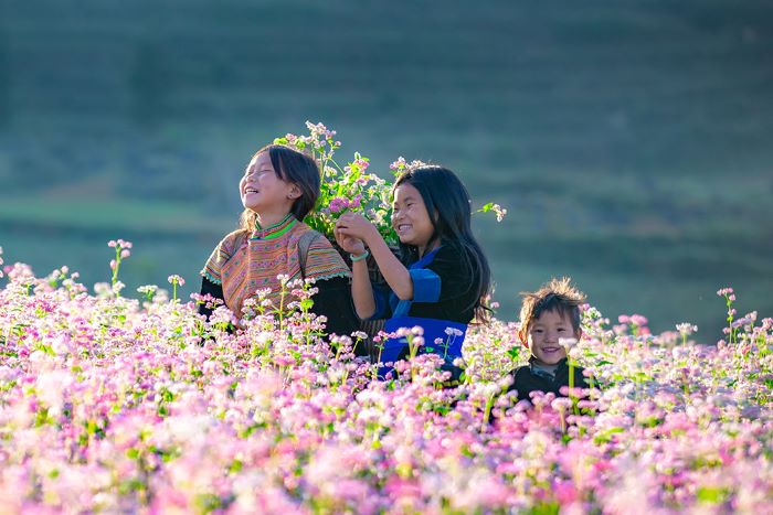 Những cánh đồng hoa ở Hà Giang.