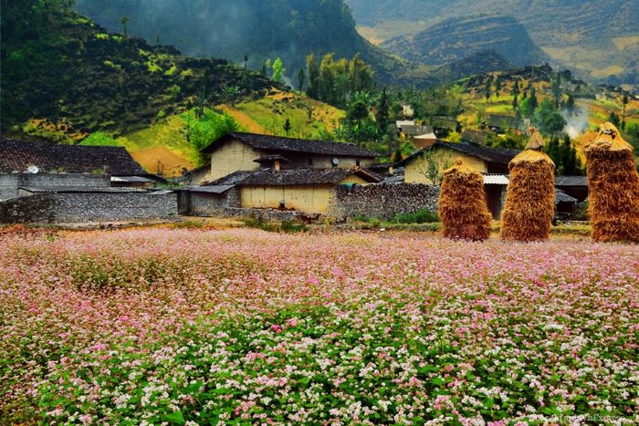 Hà Giang ngập tràn sắc tím hoa tam giác mạch