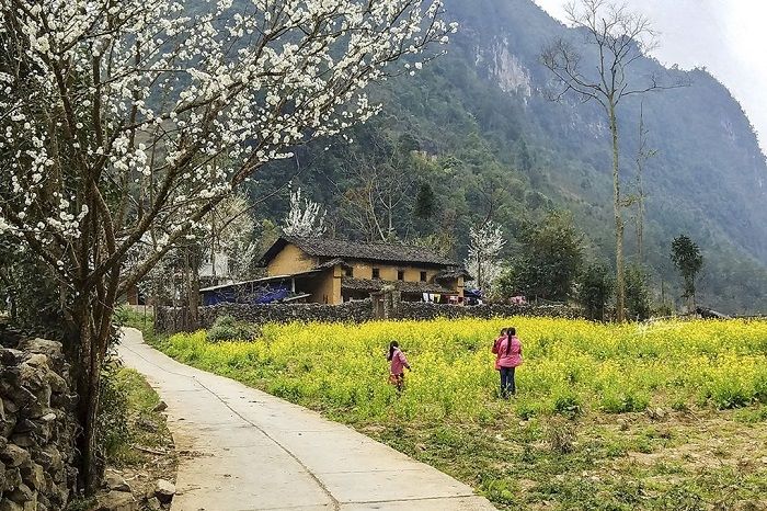 Làng văn hóa Lũng Cẩm nơi trồng nhiều hoa tam giác mạch nhất