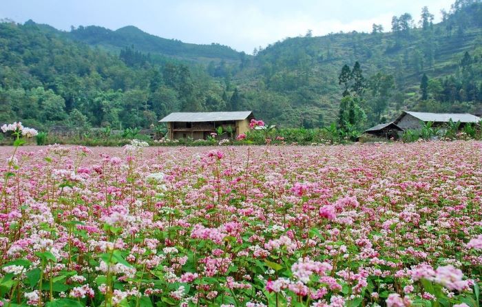 Cảnh sắc thiên nhiên Hà Giang tháng 11