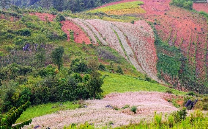 Bức tranh thiên nhiên của thung lũng Sủng Là.