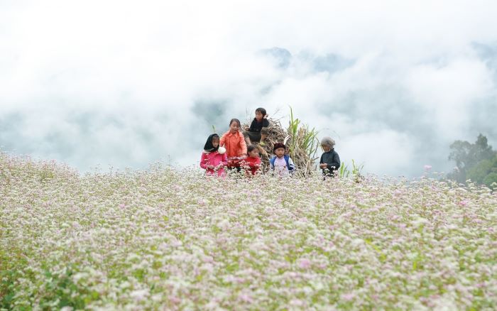 Hoa khoe nở Hà Giang tháng 12