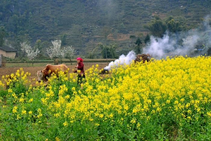 Hà Giang mùa đông, bức tranh hoa rực rỡ.