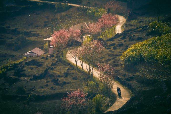 Hoa đào hé nở ở Hà Giang.