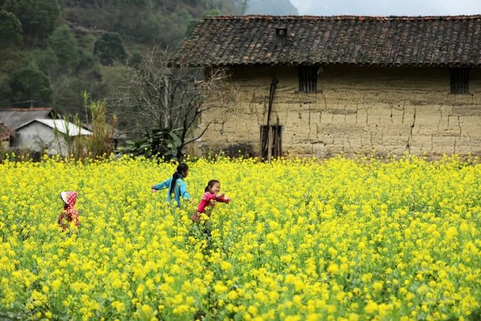 Hoa cải nở ở Hà Giang.